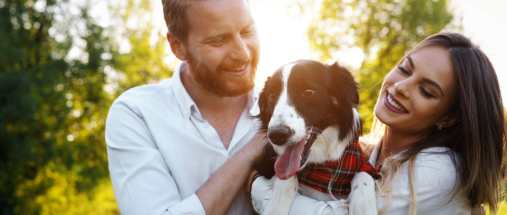 CBD for dogs